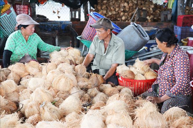 Sơ chế trái dừa khô tại cơ sở thu mua dừa khô Lê Thị Nha, ấp Hòa Phú, xã Bình Ninh, huyện Chợ Gạo, tỉnh Tiền Giang. Ảnh: Hữu Chí – TTXVN
