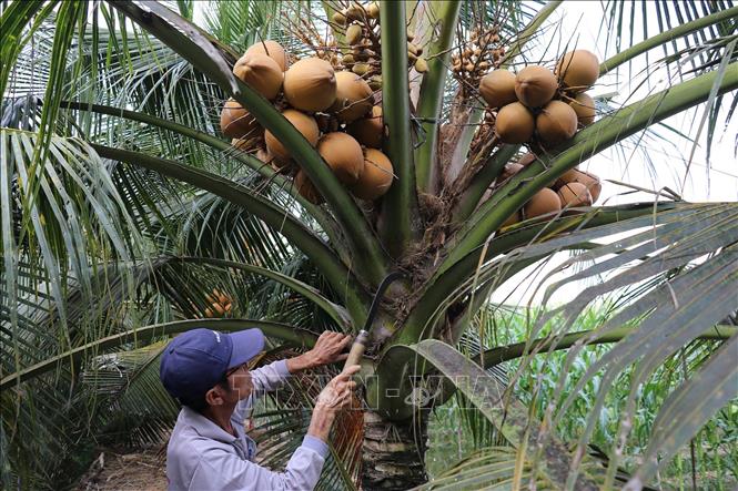 Tỉnh Tiền Giang hiện có diện tích dừa đang cho trái là 18.116 ha trong tổng số 21.654 ha trồng dừa. Ảnh: Hữu Chí – TTXVN