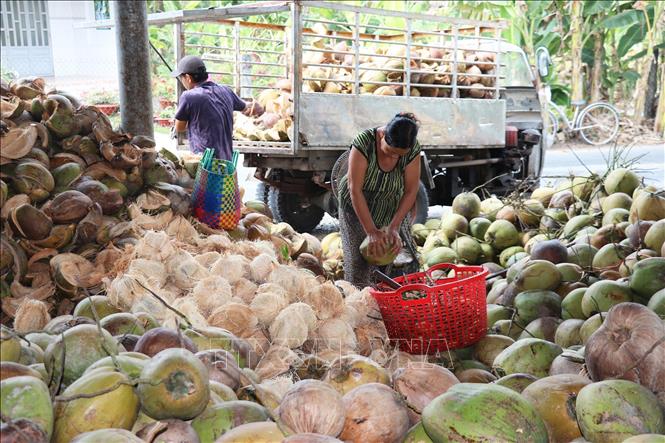Sơ chế trái dừa khô tại cơ sở thu mua dừa khô Lê Thị Nha, ấp Hòa Phú, xã Bình Ninh, huyện Chợ Gạo, tỉnh Tiền Giang. Ảnh: Hữu Chí – TTXVN