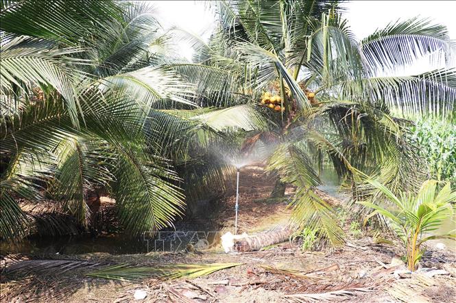Người dân áp dụng kỹ thuật tưới phun cho vườn dừa để tiết kiệm nước trong mùa khô. Ảnh: Hữu Chí – TTXVN