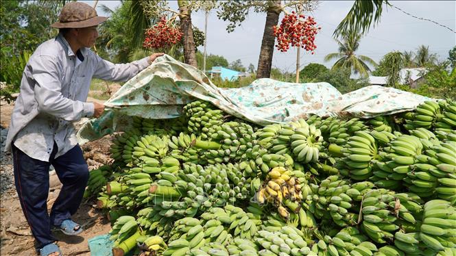 Ông Đỗ Dân Lập, xã Minh Thuận (U Minh Thượng, Kiên Giang) thu hoạch chuối xiêm. Ảnh: Văn Sĩ - TTXVN                              