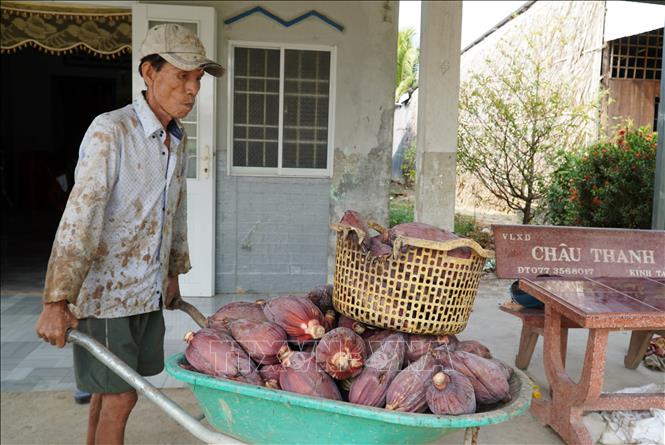 Nông dân Kiên Giang thu hoạch hoa chuối. Ảnh: Văn Sĩ - TTXVN                                            