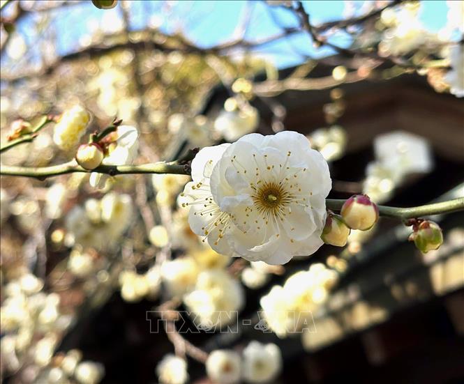 Hoa mơ trắng nở báo hiệu mùa Xuân đã đến tại Tokyo. Ảnh: Xuân Giao – PV TTXVN tại Nhật Bản