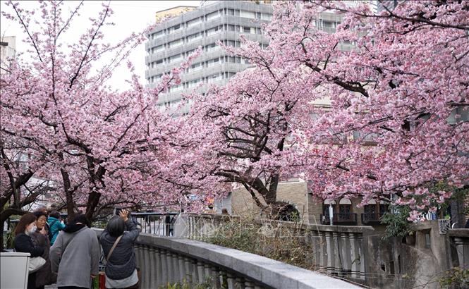 Hoa anh đào nở rộ hai bên bờ sông Itokawa, thành phố Atami, Shizuoka, Nhật Bản. Ảnh: Xuân Giao – PV TTXVN tại Nhật Bản
