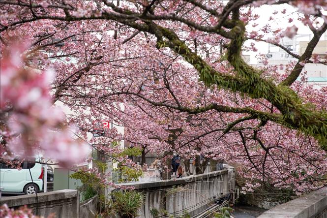 Hoa anh đào nở rộ hai bên bờ sông Itokawa, thành phố Atami, Shizuoka, Nhật Bản. Ảnh: Xuân Giao – PV TTXVN tại Nhật Bản