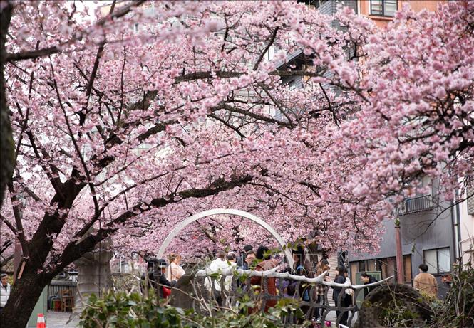 Lễ hội ngắm hoa anh đào (Hanami) là một trong những văn hoá truyền thống của người dân Nhật Bản. Ảnh: Xuân Giao – PV TTXVN tại Nhật Bản