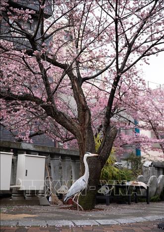 Một chú diệc trắng thu hút sự chú ý của du khách ngắm hoa. Ảnh: Xuân Giao – PV TTXVN tại Nhật Bản