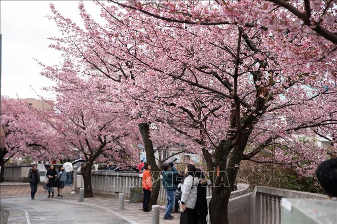 Du khách tản bộ và ngắm cảnh dưới hàng cây anh đào tại thành phố Atami. Ảnh: Xuân Giao – PV TTXVN tại Nhật Bản