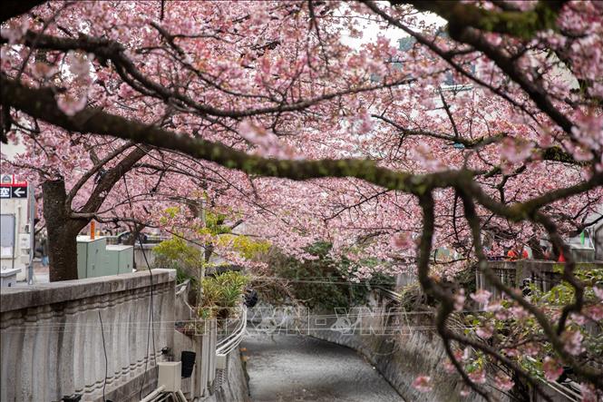 Hoa anh đào nở rộ hai bên bờ sông Itokawa, thành phố Atami, Shizuoka, Nhật Bản. Ảnh: Xuân Giao – PV TTXVN tại Nhật Bản