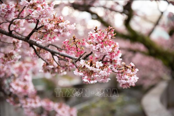 Hoa anh đào Atami là một trong những giống anh đào nở sớm nhất Nhật Bản. Ảnh: Xuân Giao – PV TTXVN tại Nhật Bản