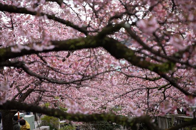 Hoa anh đào nở rộ hai bên bờ sông Itokawa, thành phố Atami, Shizuoka, Nhật Bản. Ảnh: Xuân Giao – PV TTXVN tại Nhật Bản