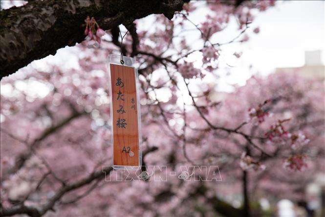 Mỗi cây đều được đánh số để theo dõi và thông báo mức độ nở hoa. Ảnh: Xuân Giao – PV TTXVN tại Nhật Bản