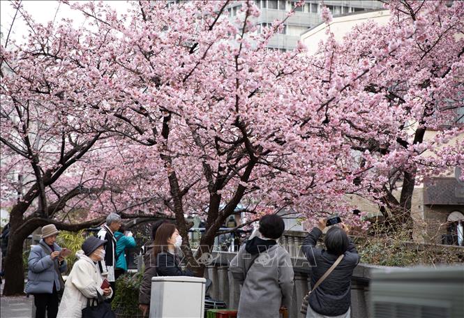 Du khách chiêm ngưỡng hoa anh đào nở rộ trong tiết trời mùa Đông. Ảnh: Xuân Giao – PV TTXVN tại Nhật Bản