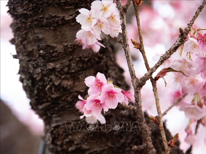 Hoa anh đào Atami có màu hồng nhạt quyến rũ. Ảnh: Xuân Giao – PV TTXVN tại Nhật Bản