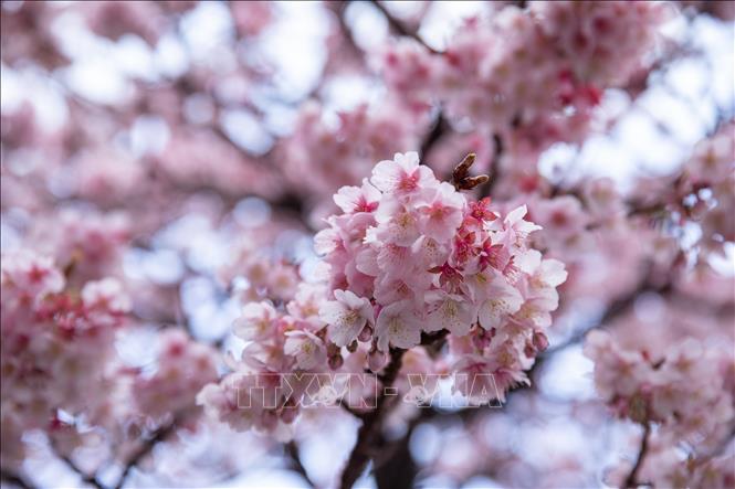 Hoa anh đào được chỉ định làm 