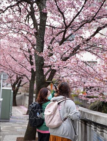 Du khách chụp ảnh hoa anh đào bên bờ sông Itokawa. Ảnh: Xuân Giao – PV TTXVN tại Nhật Bản