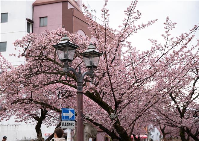 Ngoài bờ sông Itokawa, hoa anh đào Atami đã được trồng tại nhiều nơi khác trong thành phố. Ảnh: Xuân Giao – PV TTXVN tại Nhật Bản