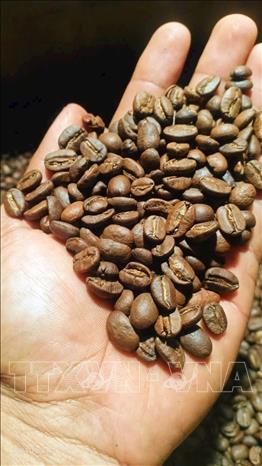 Despite record-high prices, Vietnam’s coffee industry is unlikely to face an oversupply crisis, as land for coffee cultivation remains limited. VNA Photo: Hồng Điệp 