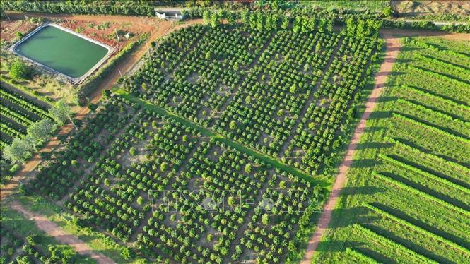 A coffee growing area in Gia Lai province. VNA Photo