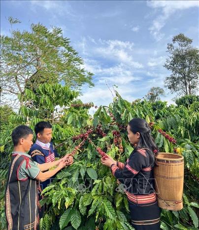 Gia Lai province' coffee growers harvest coffee fruits. VNA Photo: Hồng Điệp 