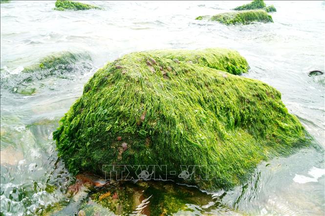 Những tảng đá tự nhiên với hình thù kỳ thú phủ đầy rêu xanh trông rất thú vị, bắt mắt. Ảnh: Lê Phước Ngọc - TTXVN
