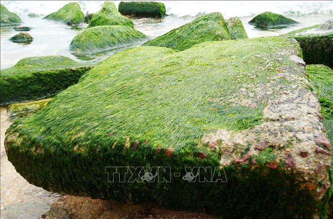 Những tảng đá tự nhiên với hình thù kỳ thú phủ đầy rêu xanh trông rất thú vị, bắt mắt. Ảnh: Lê Phước Ngọc - TTXVN 