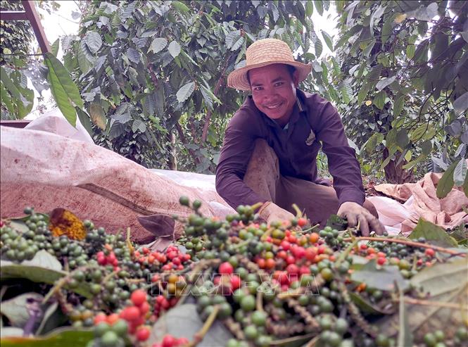 Nông dân phấn khởi vì giá hồ tiêu tăng mạnh sau Tết Nguyên đán Ất Tỵ. Ảnh: Hưng Thịnh – TTXVN
