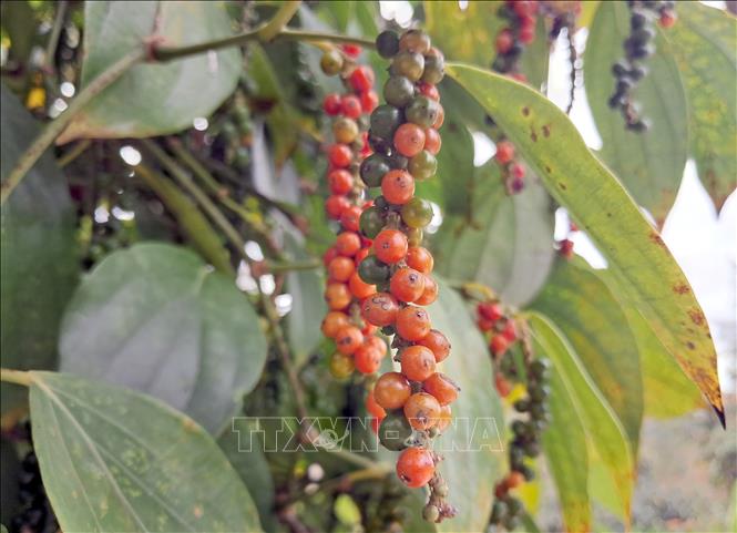 Hồ tiêu hiện là loại cây công nghiệp chủ lực của tỉnh Đắk Nông. Ảnh: Hưng Thịnh – TTXVN