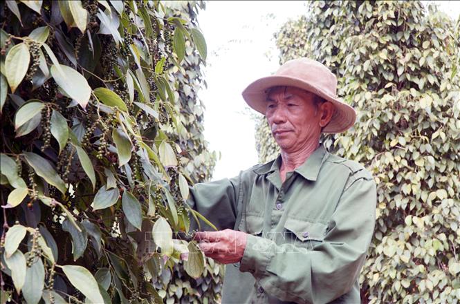 Nông dân các địa phương tỉnh Đắk Nông đang vào chính vụ thu hoạch tiêu. Ảnh: Hưng Thịnh – TTXVN