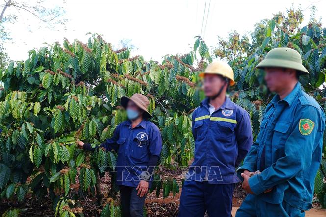 Nhiều công nhân của Công ty Cà phê Ia Sao 1 (thuộc Tổng Công ty Cà phê Việt Nam) phản ánh bị yêu cầu nộp bảo hiểm xã hội bằng sản phẩm cà phê. Ảnh: Hoài Nam - TTXVN