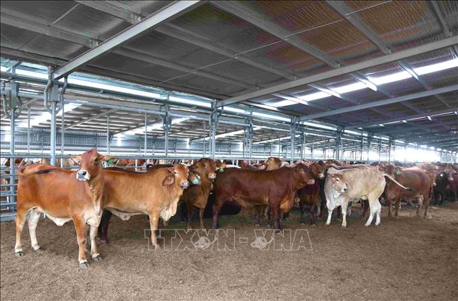 THACO AGRI quy hoạch 5.100ha xây dựng các xí nghiệp sản xuất chăn nuôi bò kết hợp trồng cây ăn trái với quy mô đàn bò 117.200 con. Ảnh: Huỳnh Thảo - PV TTXVN tại Campuchia