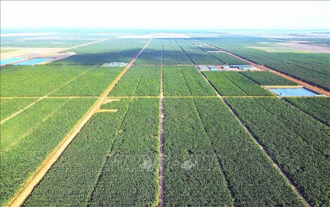 Dự án của công ty THACO AGRI triển khai tại huyện Snuol, tỉnh Kratie (Campuchia) trên tổng diện tích 10.708ha, tổng giá trị đầu tư 495 triệu USD. Ảnh: TTXVN phát