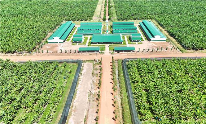 Các khu nhà ở dành cho công nhân, người lao động của công ty THACO AGRI. Ảnh: TTXVN phát