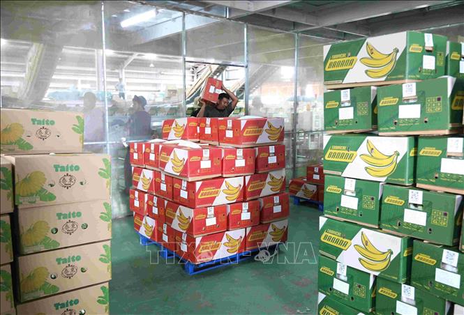 Kho hàng của Nhà máy chế biến, đóng gói thành phẩm chuối xuất khẩu trong Khu Liên hợp Snuol (huyện Snuol, tỉnh Kratie, Campuchia) của công ty THACO AGRI. Ảnh: Huỳnh Thảo - PV TTXVN tại Campuchia
