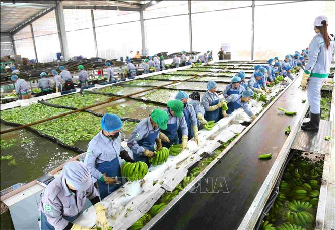 Các công đoạn sản xuất trong nhà máy chế biến, đóng gói thành phẩm chuối xuất khẩu trong Khu Liên hợp Snuol (huyện Snuol, tỉnh Kratie, Campuchia) của công ty THACO AGRI. Ảnh: Huỳnh Thảo - PV TTXVN tại Campuchia
