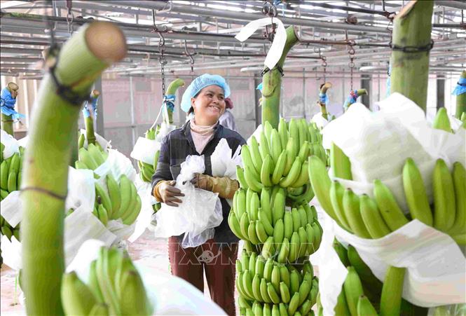 Công nhân làm việc tại Nhà máy chế biến, đóng gói thành phẩm chuối xuất khẩu trong Khu Liên hợp Snuol (huyện Snuol, tỉnh Kratie, Campuchia) của công ty THACO AGRI. Ảnh: Huỳnh Thảo - PV TTXVN tại Campuchia