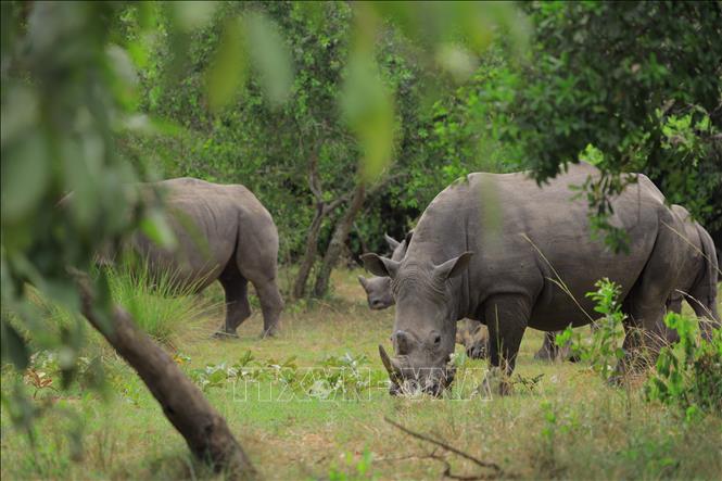 Tê giác trắng tại Khu bảo tồn tê giác Ziwa ở Nakasongola, Uganda. Ảnh: THX/TTXVN
