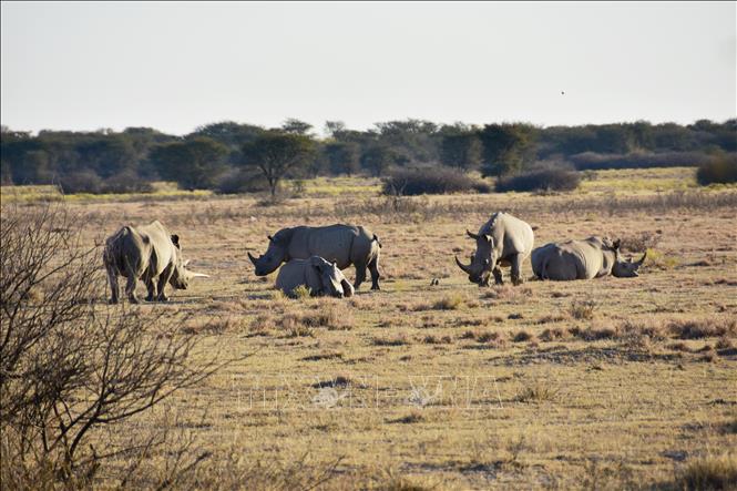 Tê giác trắng tại khu bảo tồn tê giác Khama ở Serowe, Botswana. Ảnh: THX/TTXVN
