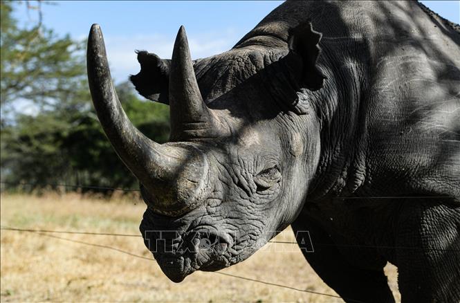 Tê giác tại khu bảo tồn ở Laikipia, Kenya. Ảnh: THX/TTXVN