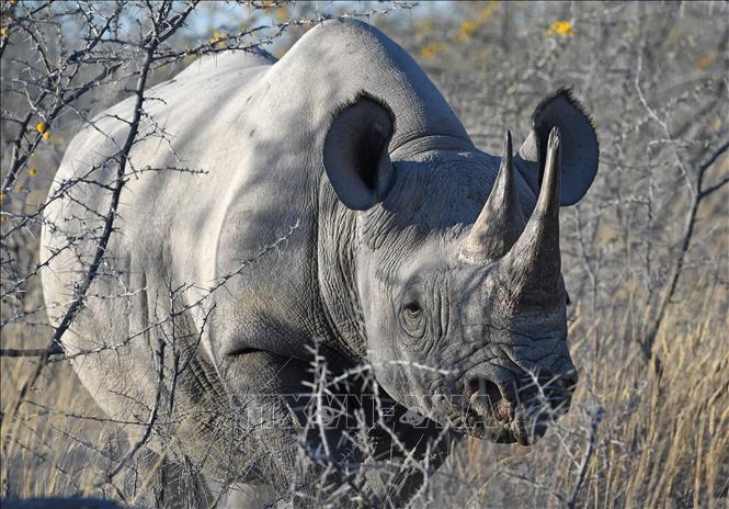 Tê giác tại Công viên quốc gia Etosha ở Namibia. Ảnh: THX/TTXVN