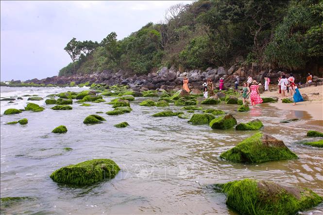 Mùa rêu xanh Nam Ô thu hút đông du khách đến tham quan, chụp ảnh. Ảnh: Trần Lê Lâm – TTXVN 