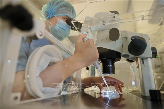 Chuyên viên phôi tại phòng Lab IVF, Bệnh viện đa khoa Tâm Anh thực hiện thao tác trên phôi, noãn và giao tử. Ảnh: Minh Quyết - TTXVN