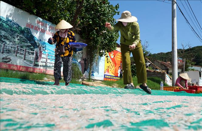 Locals in Binh Dinh dry the shrimps to increase its value. VNA Photo: Lê Phước Ngọc