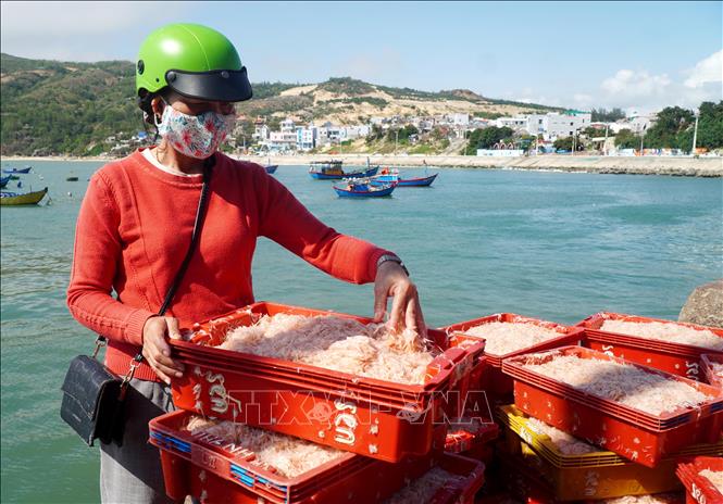 Distributors buy fresh shrimps just off the boat. VNA Photo: Lê Phước Ngọc