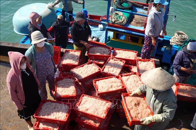 Distributors buy ruoc fresh off the boat. VNA Photo: Lê Phước Ngọc