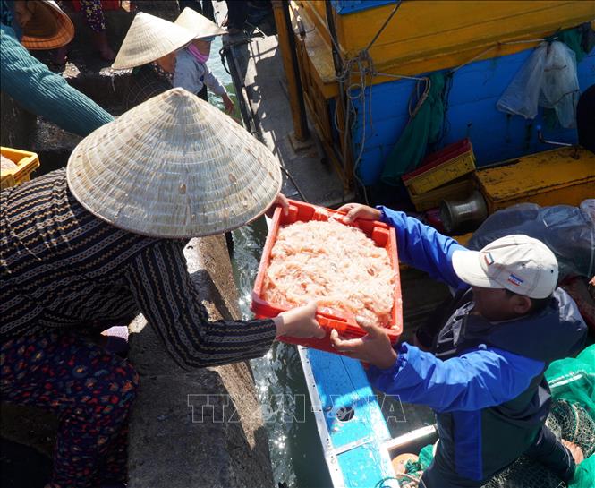 Ruoc harvested is transferred to local sellers at the dock. VNA Photo: Lê Phước Ngọc
