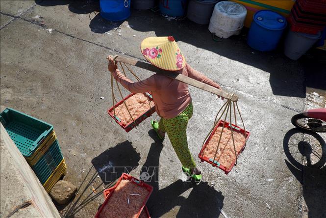 A local transports ruoc to buyers. VNA Photo: Lê Phước Ngọc