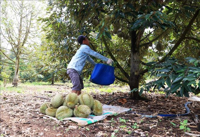 Harvesting durians in Tan Phu district, the southern province of Dong Nai. VNA Photo: Hồng Đạt