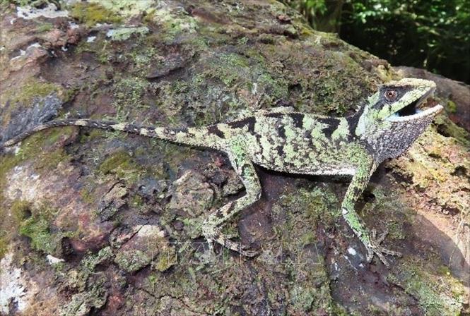 Acanthosaura cuongi Ngo, detected in the south-central provinces of Khanh Hoa and Phu Yen, differs from its congeners and closely related to Acanthosaura coronata. VNA/Photo by courtesy