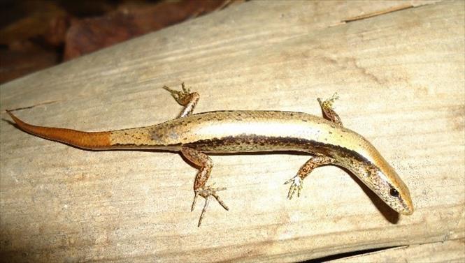 Scincella truongi Pham is discovered in Sop Cop Nature Reserve in northern Son La province. VNA/Photo by courtesy